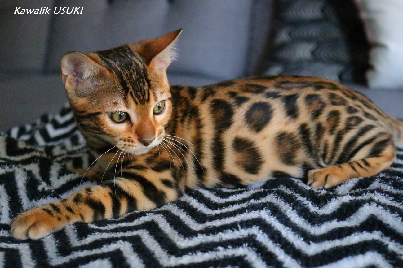 CHATON BENGAL BROWN